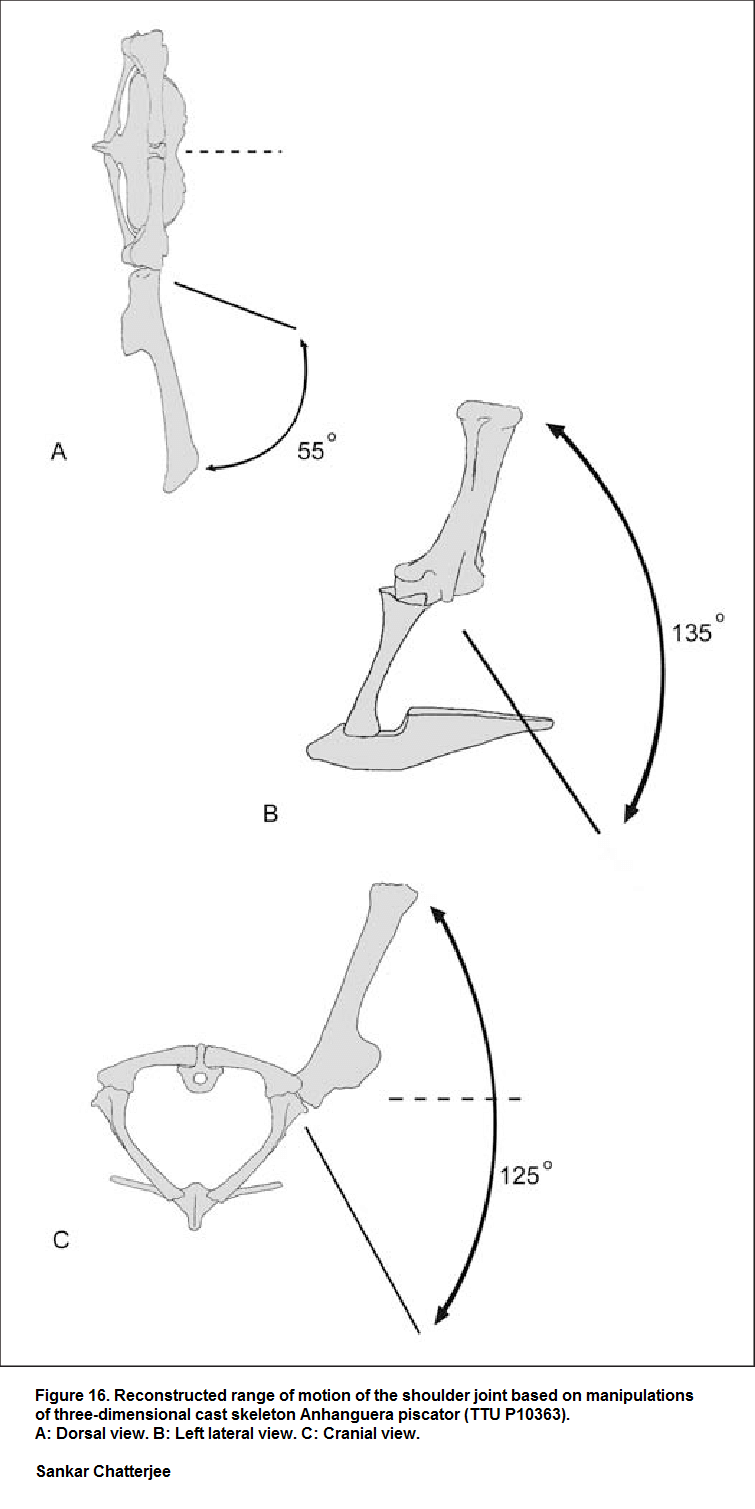 Klicke auf die Grafik für eine vergrößerte Ansicht

Name: Pterosaur Wing - Reconstructed-range-of-motion.png
Ansichten: 84
Größe: 77,5 KB
ID: 4516721