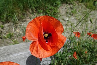 Klicke auf die Grafik fÃÂ¼r eine vergrÃÂ¶ÃÂerte Ansicht  Name: 0004_20190610 Radtour St. Veit (Kraiger See).jpg Ansichten: 0 GrÃÂ¶ÃÂe: 292,7 KB ID: 4540815