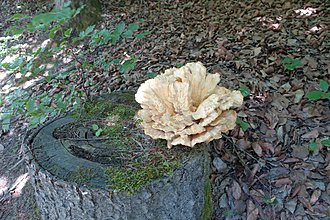 Klicke auf die Grafik für eine vergrößerte Ansicht  Name: 0030_20190628 Radtour Oswaldiberg.jpg Ansichten: 0 Größe: 1,60 MB ID: 4547241