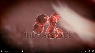 Klicke auf die Grafik für eine vergrößerte Ansicht  Name: zellen 3 shutterstock.jpg Ansichten: 30 Größe: 103,0 KB ID: 4551840