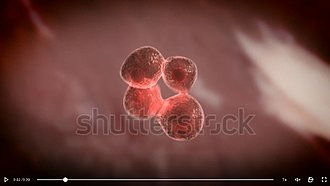 Klicke auf die Grafik für eine vergrößerte Ansicht  Name: zellen 2 shutterstock.jpg Ansichten: 30 Größe: 97,0 KB ID: 4551842