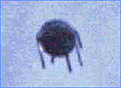 Klicke auf die Grafik für eine vergrößerte Ansicht

Name: Ufo-2[1].jpg
Ansichten: 104
Größe: 3,1 KB
ID: 4173761