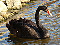 Klicke auf die Grafik für eine vergrößerte Ansicht

Name: 800px-Black_Swan-Mindaugas_Urbonas.jpg
Ansichten: 114
Größe: 134,8 KB
ID: 4242318