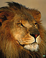 Klicke auf die Grafik für eine vergrößerte Ansicht

Name: rouse-andy-african-lion-9931070.jpg
Ansichten: 102
Größe: 29,5 KB
ID: 4248601