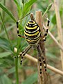 Klicke auf die Grafik für eine vergrößerte Ansicht

Name: Zebra-%20oder%20Wespenspinne%20(Argiope%20bruennichi).jpg
Ansichten: 119
Größe: 63,9 KB
ID: 4264014